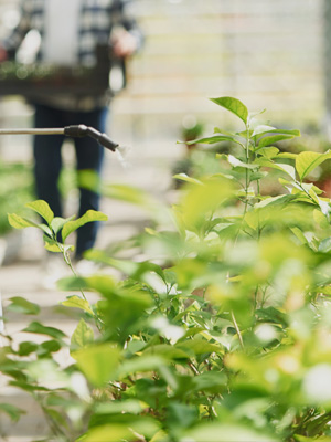 Životní prostředí města vzkvétá kvůli novým opatřením